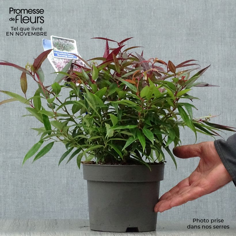 Spécimen de Leucothoe keiskei Burning Love Pot de 2L/3L tel que livré en automne