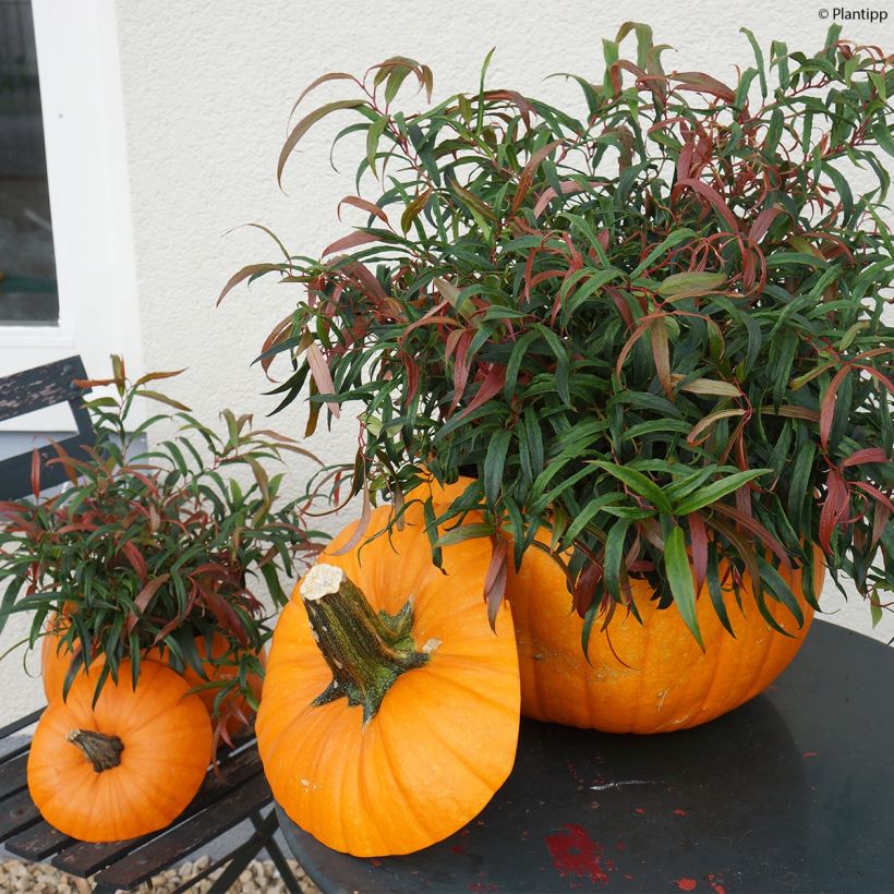 Leucothoe keiskei Halloween (Port)