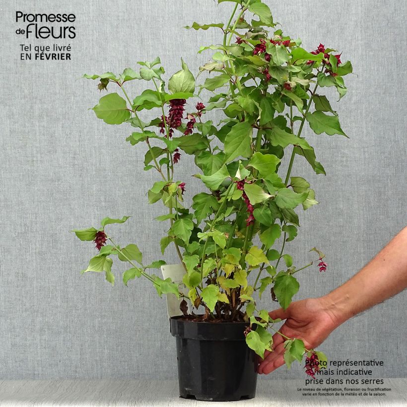 Spécimen de Leycesteria formosa Purple Rain 40/50cm en pot de 3L.- Arbre aux faisans tel que livré en automne