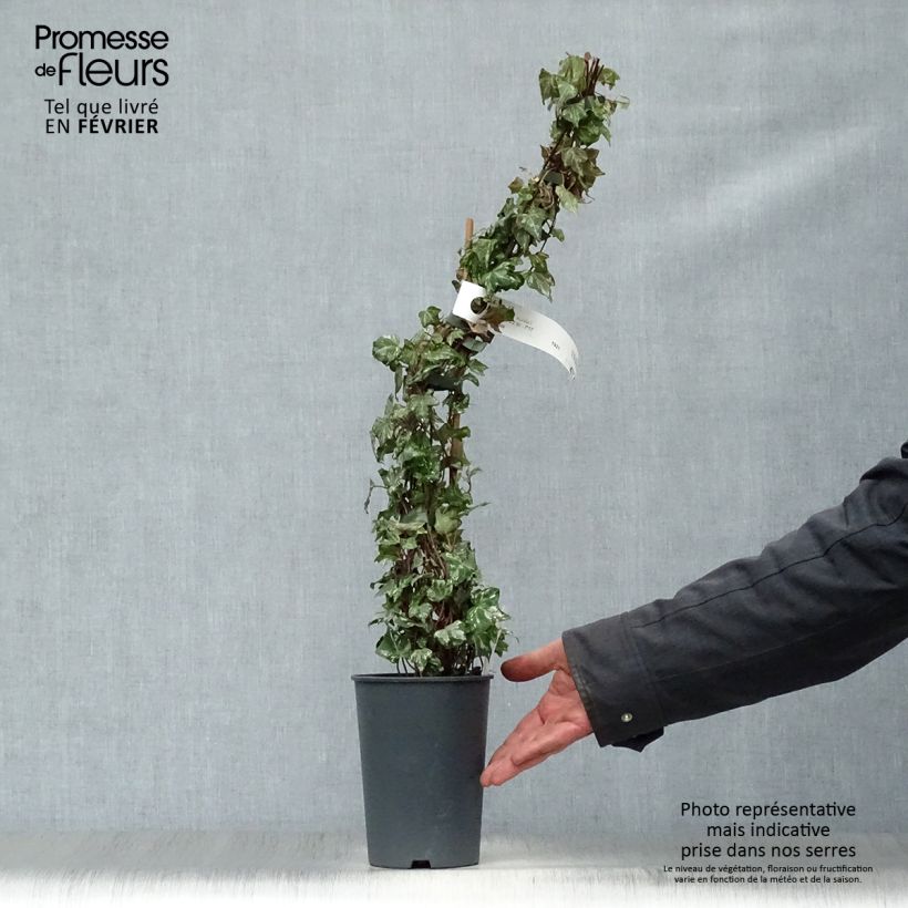 Spécimen de Lierre d'ornement - Hedera helix Kolibri Pot de 2L/3L tel que livré en hiver