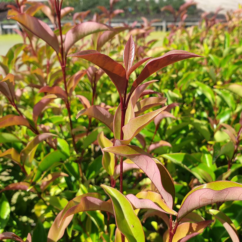 Ligustrum lucidum Green Screen - Troène brillant (Feuillage)