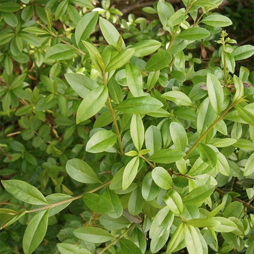 Troène commun - Ligustrum vulgare Atrovirens (Feuillage)