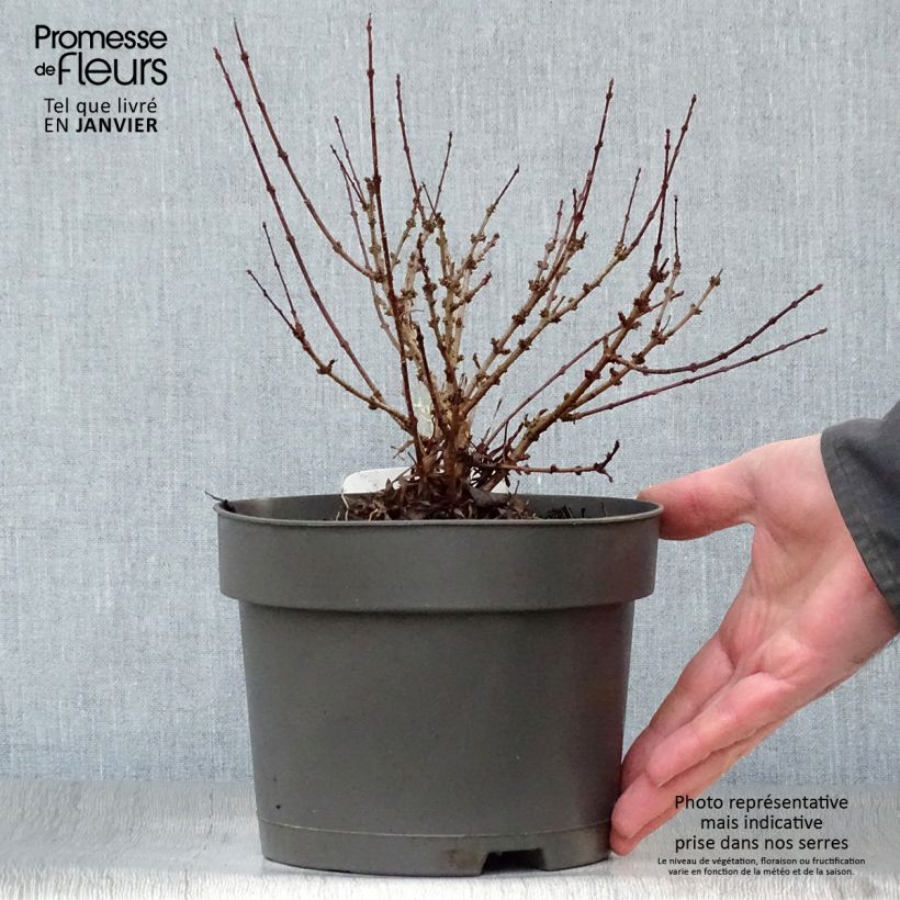 Spécimen de Lilas de Perse - Syringa persica Laciniata tel que livré en hiver