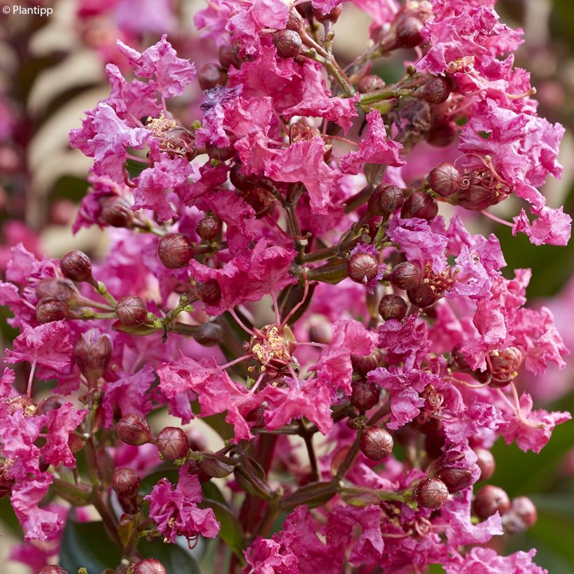 Lilas des Indes - Lagerstroemia indica Berry Dazzle (Floraison)