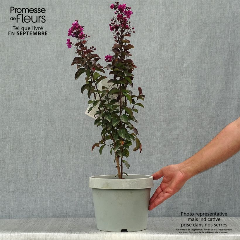 Spécimen de Lilas des Indes - Lagerstroemia indica Rhapsody In Blue Pot de 7.5L/10L tel que livré en automne