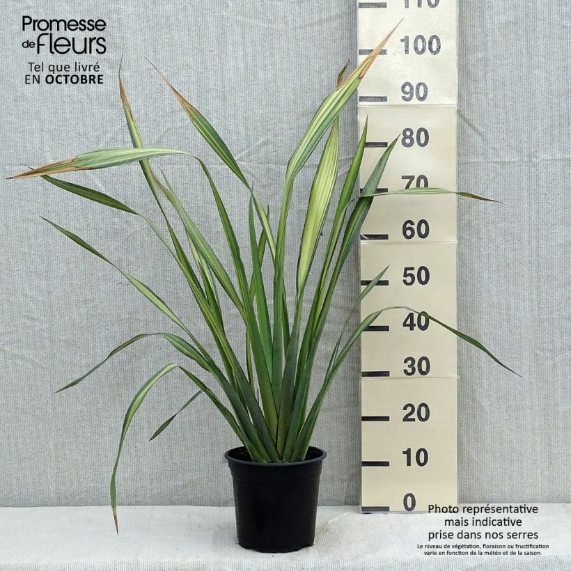 Spécimen de Lin de Nouvelle-Zélande - Phormium Apricot Queen Pot de 3L/4L tel que livré en automne