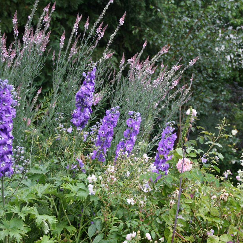 Linaria purpurea Canon J. Went - Linaire pourpre (Port)