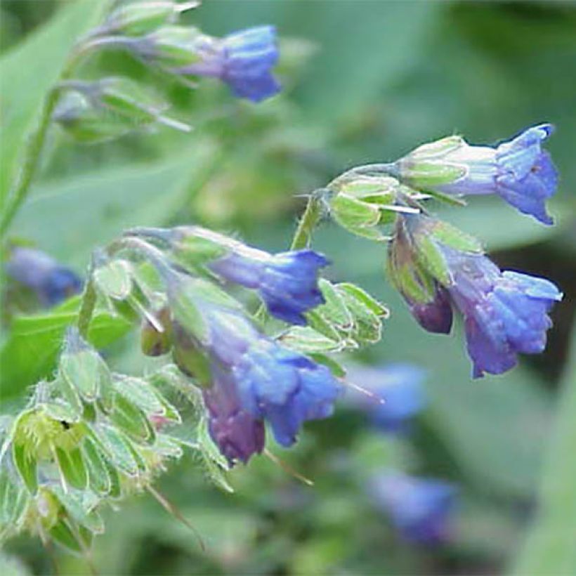 Lindelofia longiflora (Floraison)