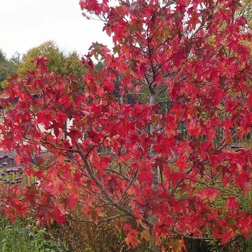 Liquidambar styraciflua Lane Roberts - Copalme d'Amérique (Feuillage)