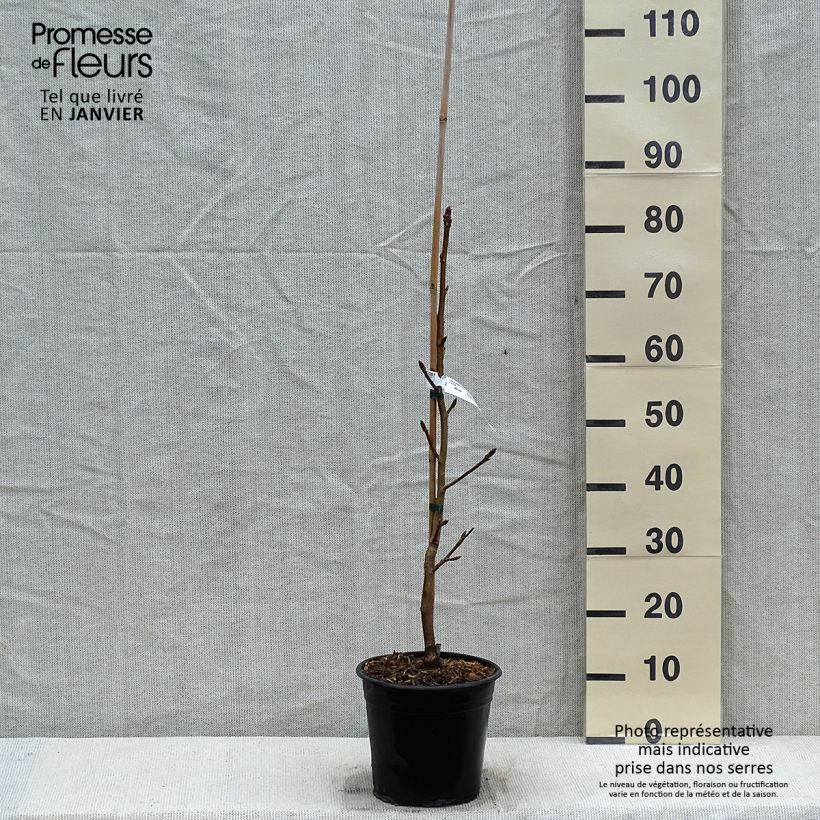 Spécimen de Liquidambar styraciflua Thea - Copalme d'Amérique en pot de 4l/5l tel que livré en hiver