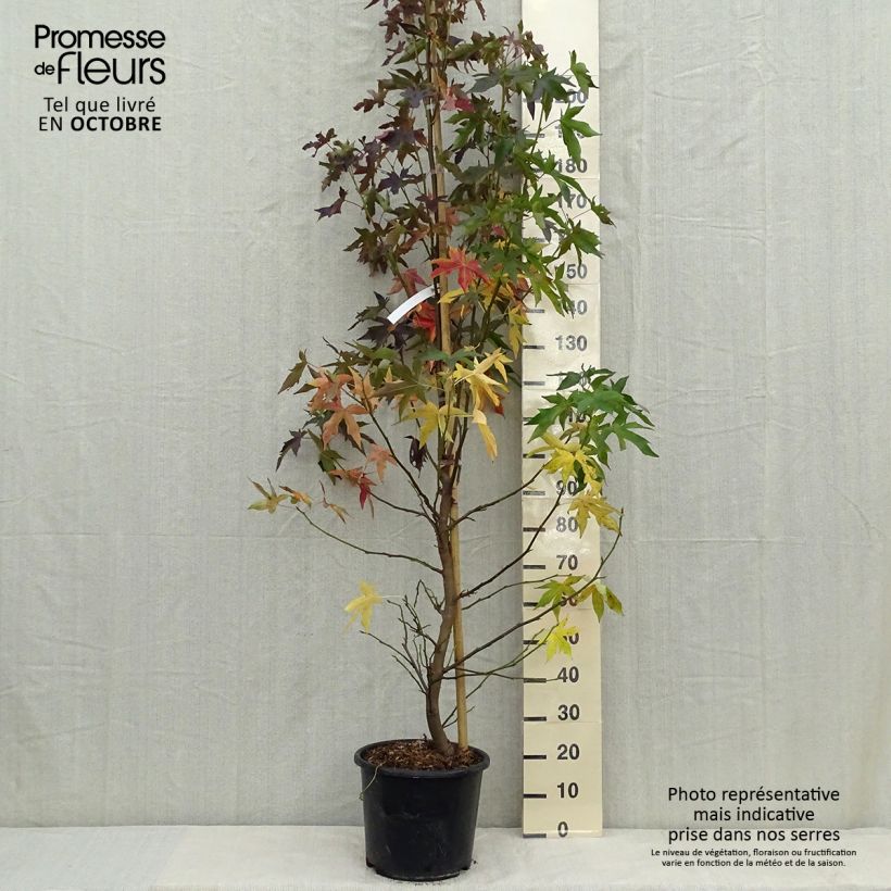 Spécimen de Liquidambar styraciflua Worplesdon - Pot de 15L tel que livré en automne