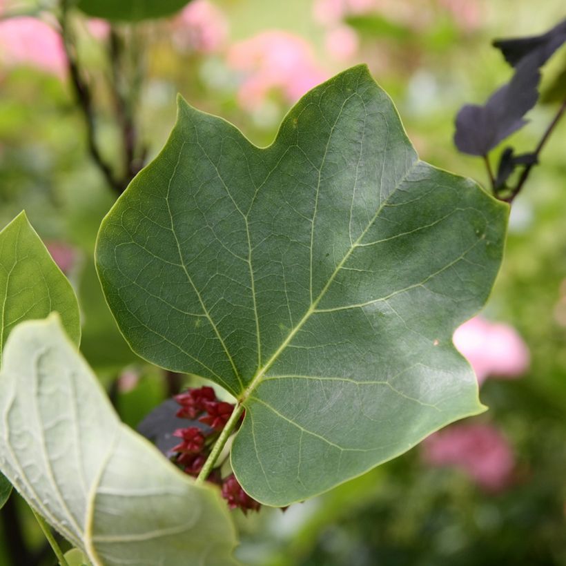 Liriodendron tulipifera Aureomarginatum - Tulipier de Virginie  (Feuillage)