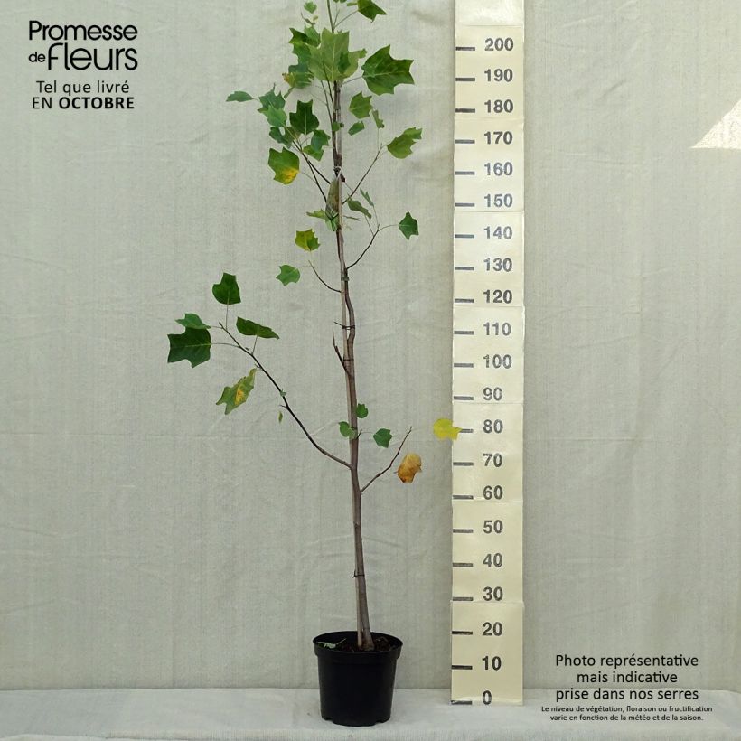 Spécimen de Liriodendron tulipifera Aureomarginatum en pot de 7.5/10L - Tulipier de Virginie tel que livré en automne