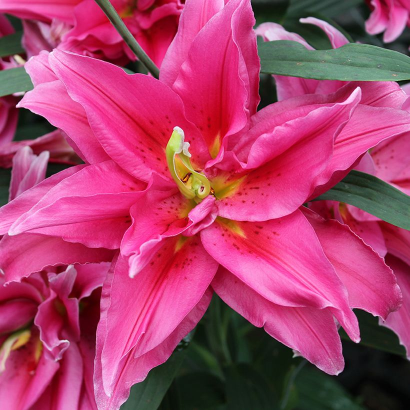 Lis oriental Roselily Elena (Floraison)