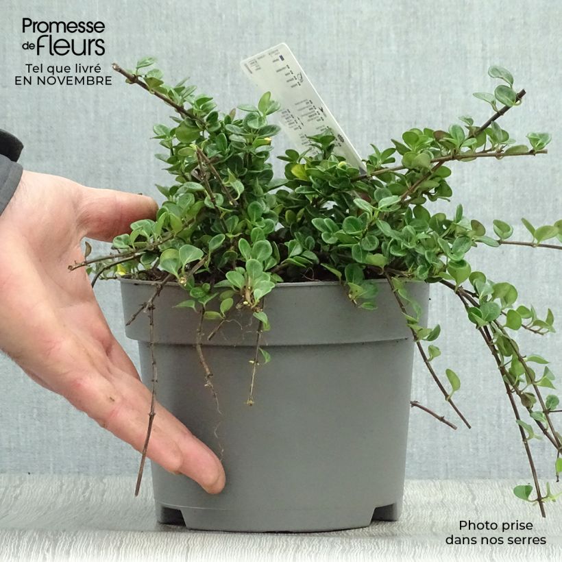 Spécimen de Chèvrefeuille rampant Little Honey - Lonicera crassifolia Pot de 2L/3L tel que livré en automne