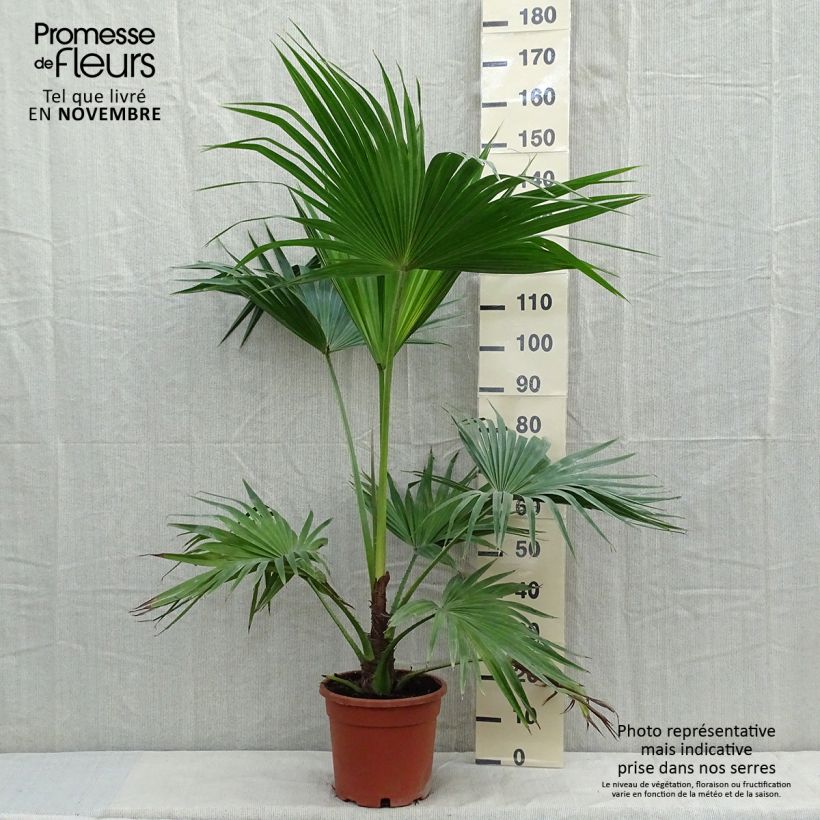 Spécimen de Livistona chinensis - Palmier éventail japonais  Pot de 7,5L/10L tel que livré en automne