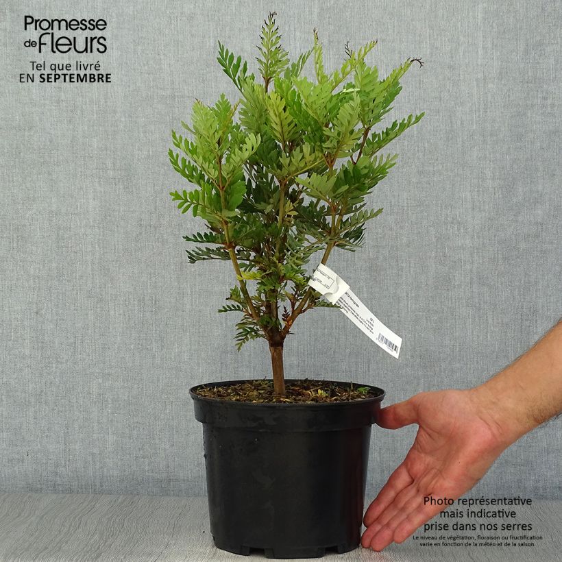 Spécimen de Lomatia ferruginea - Lomatie ferrugineuse tel que livré en automne