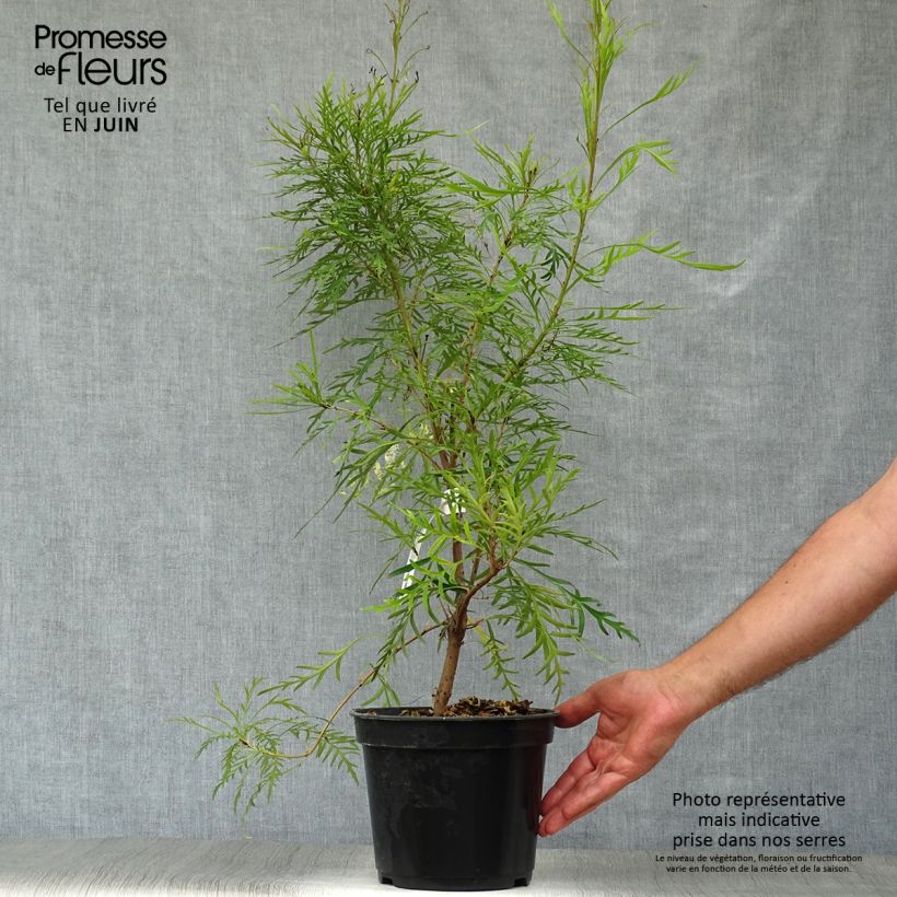 Spécimen de Lomatia silaifolia - Buisson frisé ou fougère persil tel que livré en été