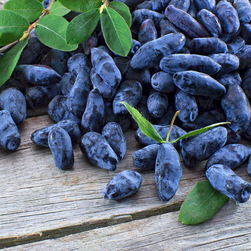 Lonicera caerulea Strawberry Sensation - Camérisier bleu (Récolte)