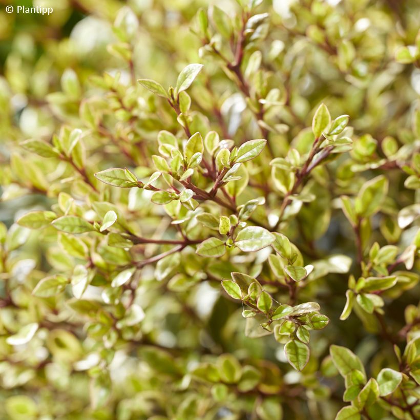 Lophomyrtus Golden dragon (Feuillage)