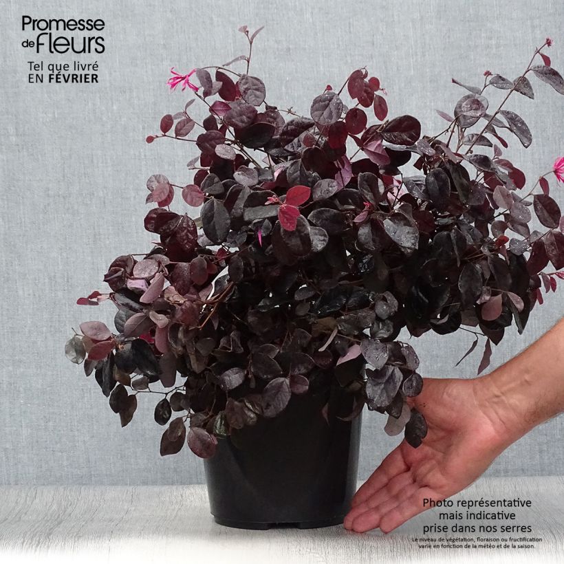 Spécimen de Loropetalum chinense Black Pearl en pot de 1.5L/2L tel que livré en automne