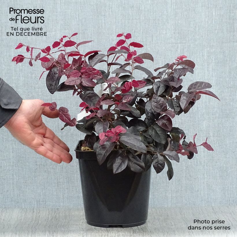 Spécimen de Loropetalum chinense Pipa's Red Pot de 2L/3L tel que livré en hiver