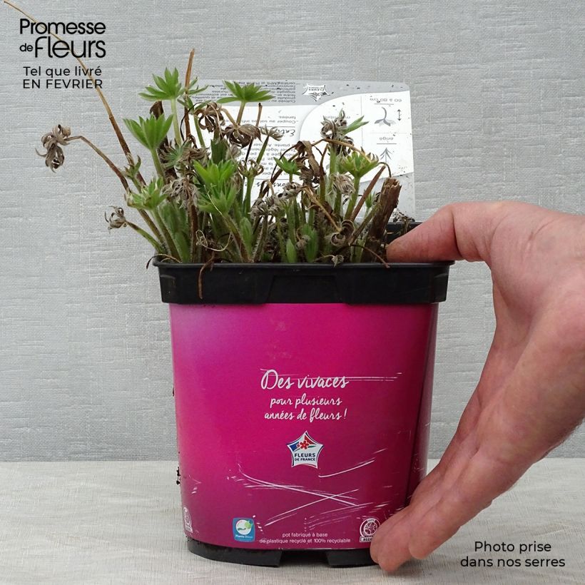 Spécimen de Lupin Gallery Pink en pot de 2/3 litres tel que livré en hiver