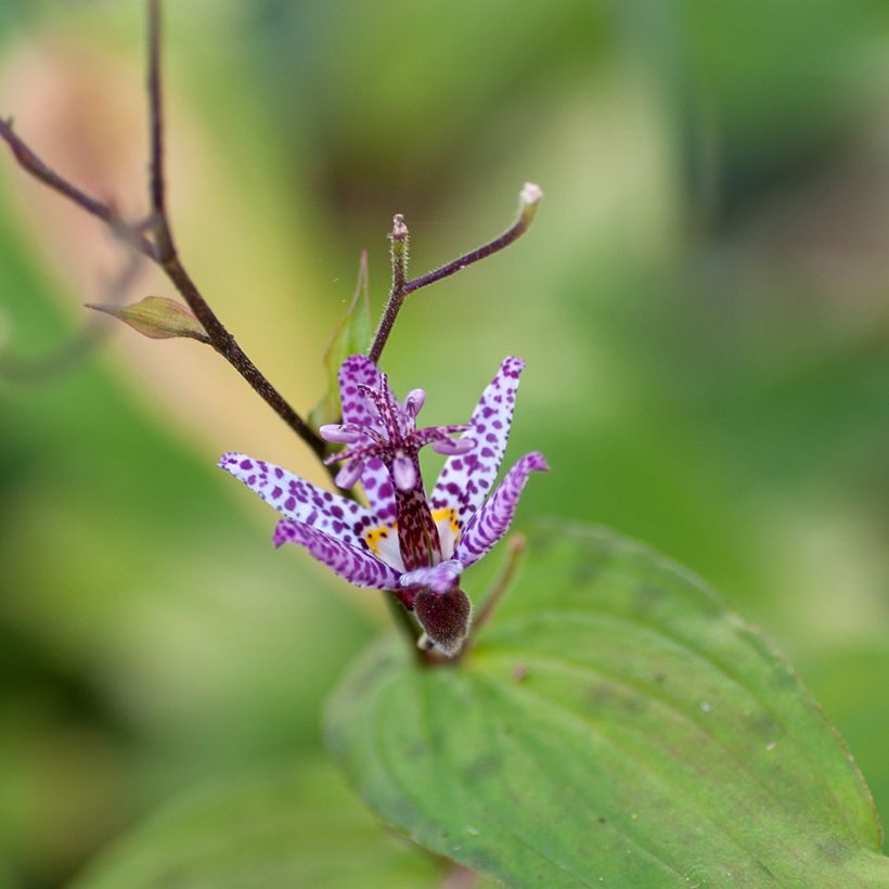 Lys orchidée - Tricyrtis formosana Pink Freckles (Floraison)