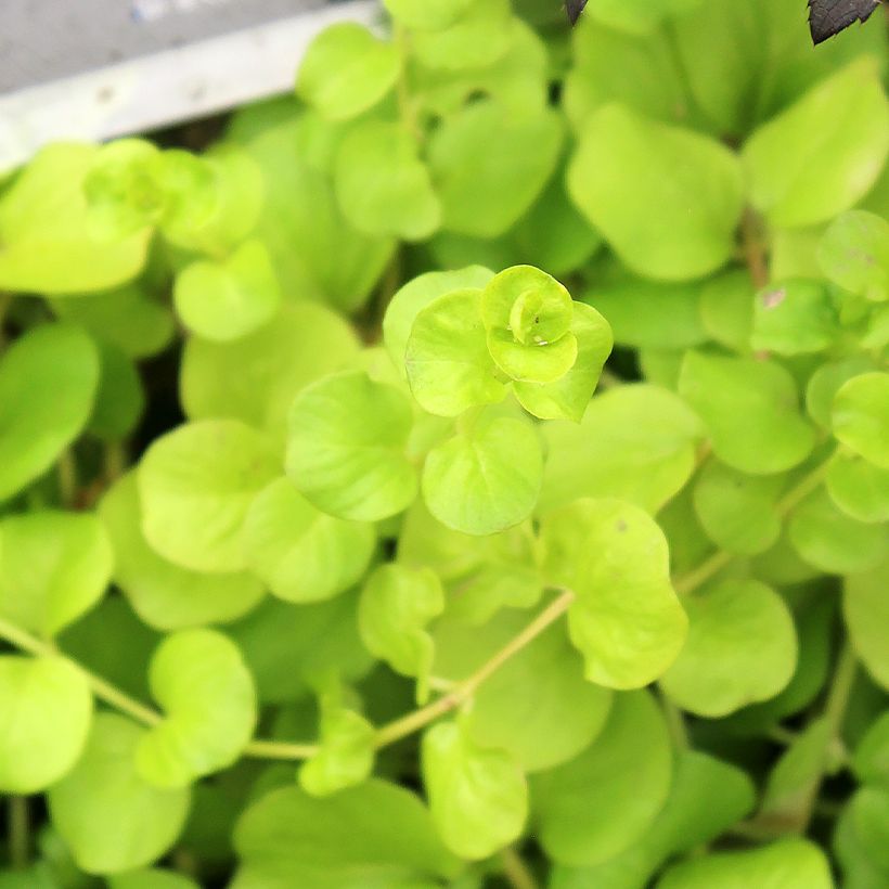 Lysimachia nummularia Goldilocks - Herbe aux écus (Feuillage)