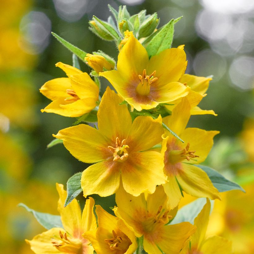 Lysimachia vulgaris - Lysimaque commune  (Floraison)