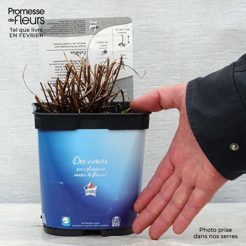 Spécimen de Lythrum virgatum Dropmore Purple en pot de 2/3 litres tel que livré en hiver