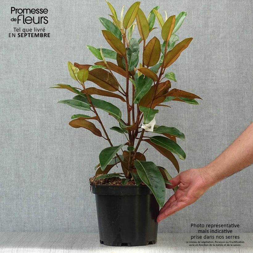 Spécimen de Magnolia grandiflora Alta - Pot de 4L/5L tel que livré en automne