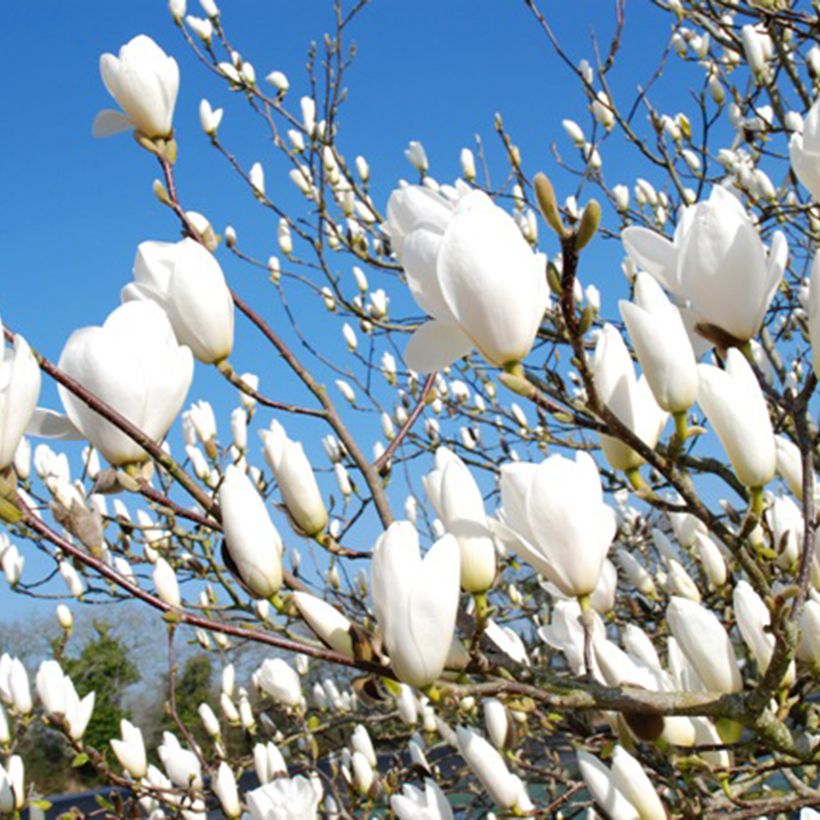 Magnolia greffé Tina durio (Floraison)