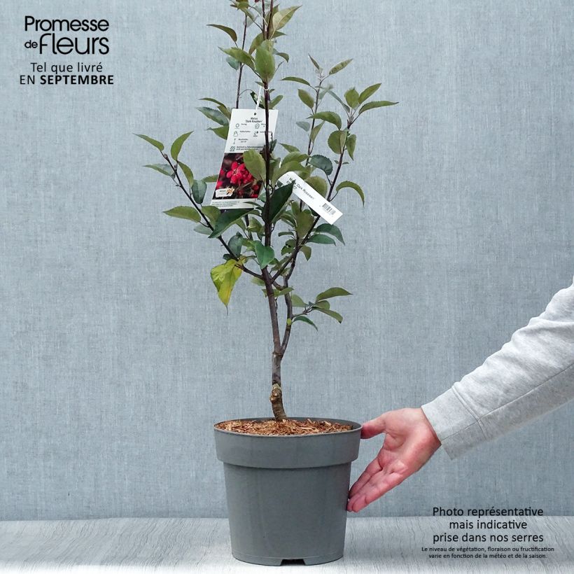 Spécimen de Pommier d'ornement - Malus Dark Rosaleen Pot de 6L tel que livré en automne