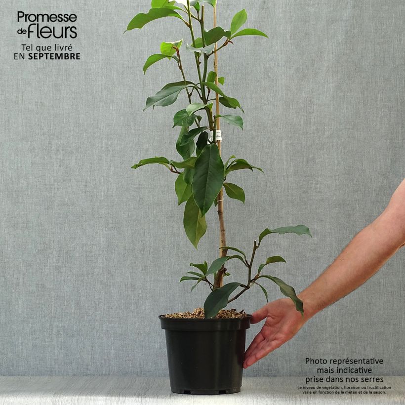 Spécimen de Michelia (x) foggii Allspice - Michelia hybride Pot de 5L tel que livré en automne