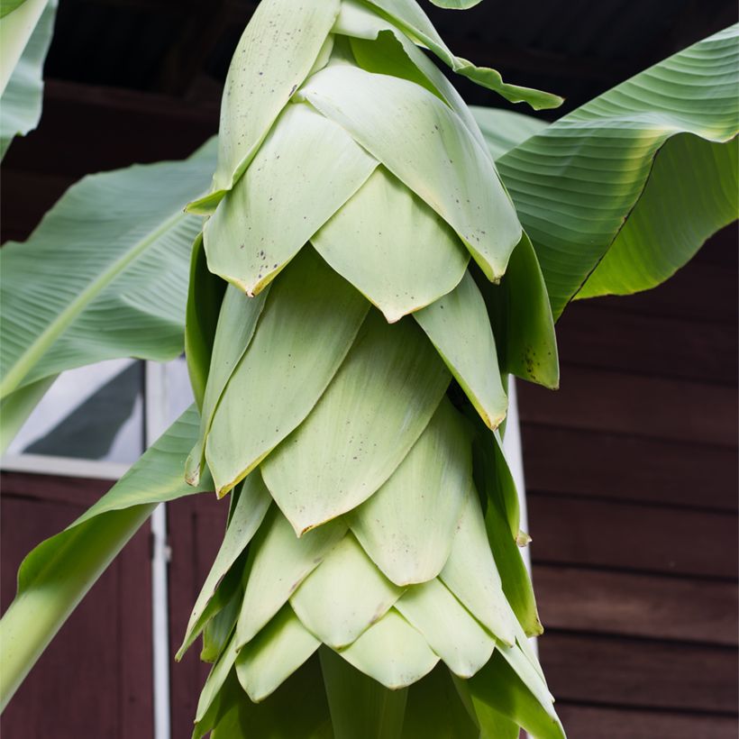 Ensete glaucum - Bananier des neiges (Floraison)