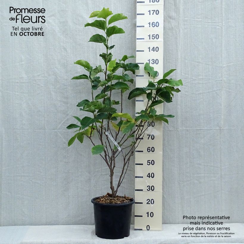 Spécimen de Magnolia - Magnolia x soulangeana Andre Leroy en pot de 7.5l/10l tel que livré en automne