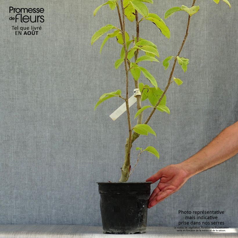Spécimen de Magnolia Star Wars - Magnolia campbellii (x) liliiflora tel que livré en été