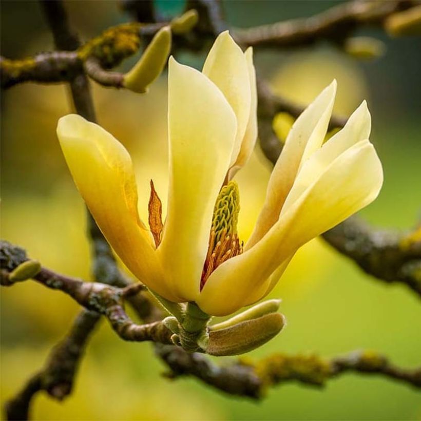 Magnolia acuminata Butterfly - Arbre à cornichons (Floraison)