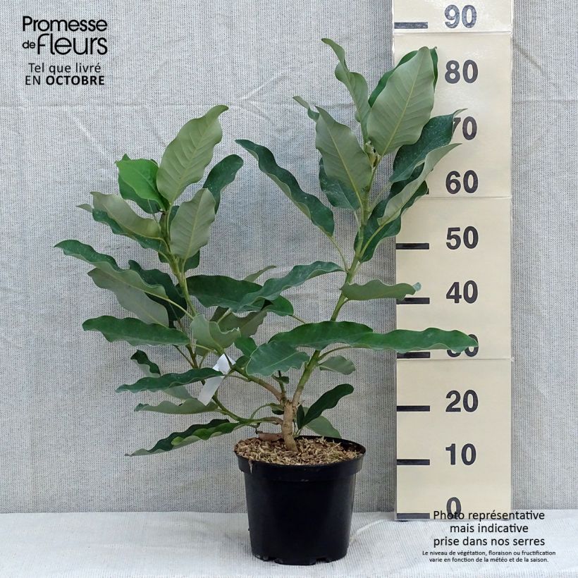 Spécimen de Magnolia delavayi - Magnolia de Chine  tel que livré en automne