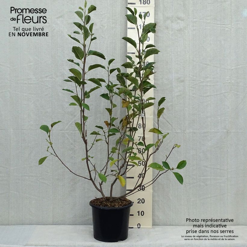 Spécimen de Magnolia denudata Festirose en pot de 7.5L/10L tel que livré en automne