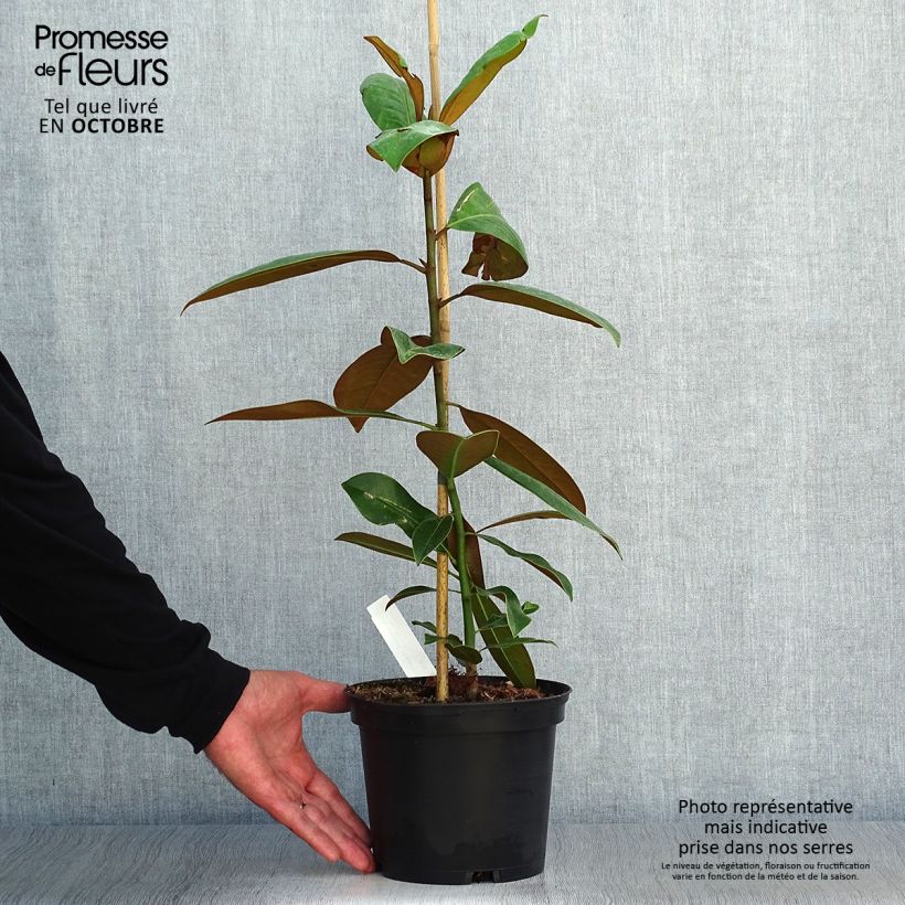 Spécimen de Magnolia grandiflora Ferruginea - Laurier-tulipier Pot de 3L/4L tel que livré en automne