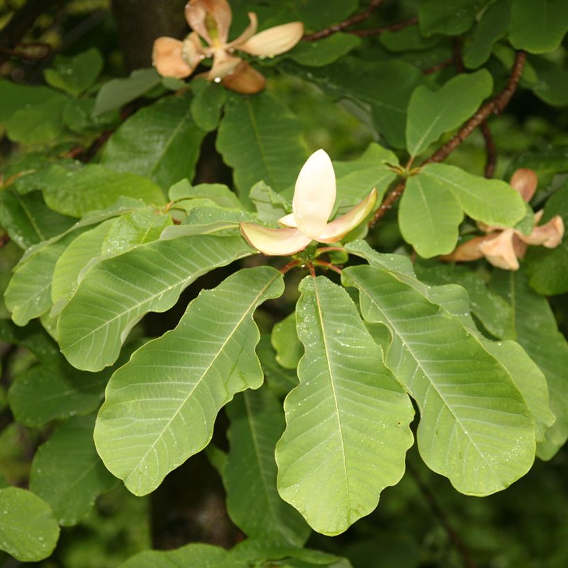 Magnolia officinalis - Magnolia officinal (Feuillage)