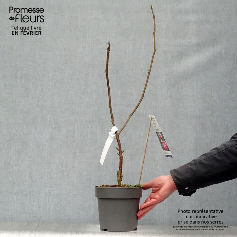 Spécimen de Magnolia soulangeana Satisfaction Pot de 2L/3L tel que livré en hiver