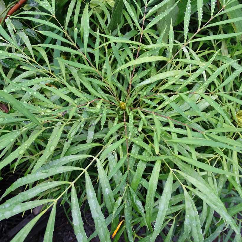 Mahonia Soft Caress - Mahonia hybride (Feuillage)