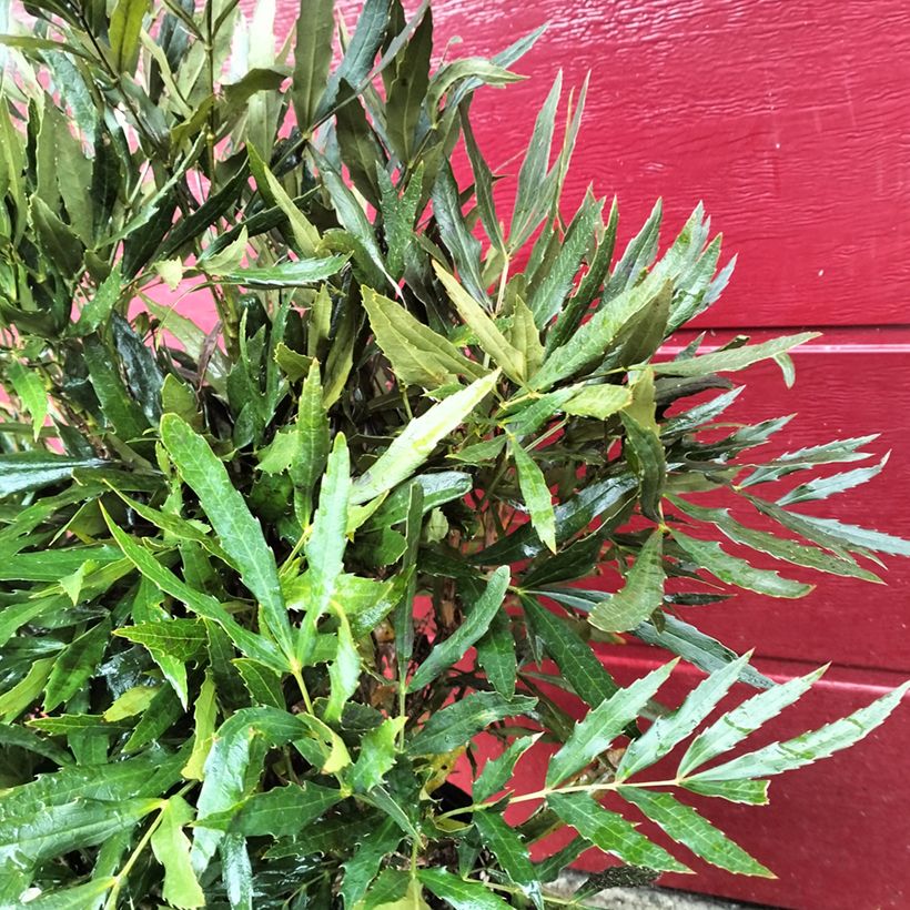 Mahonia sinensis - Mahonia de Chine (Feuillage)