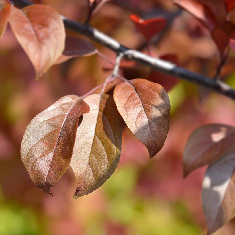 Pommier d'ornement - Malus Eleyi (Feuillage)