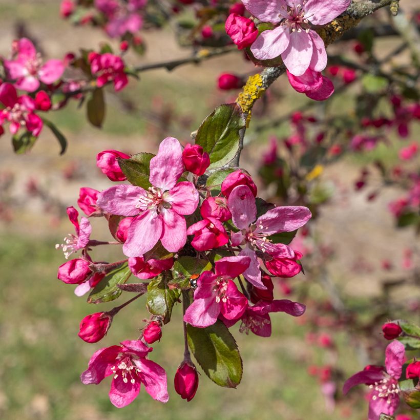 Pommier d'ornement - Malus Eleyi (Floraison)