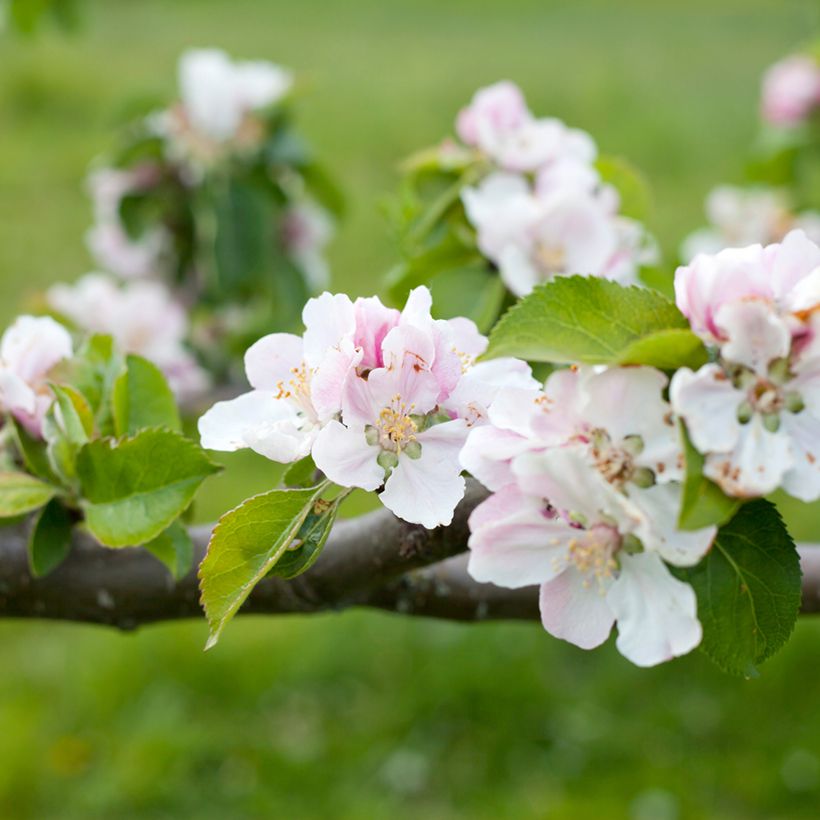 Pommier Bramley's Seedling (Floraison)