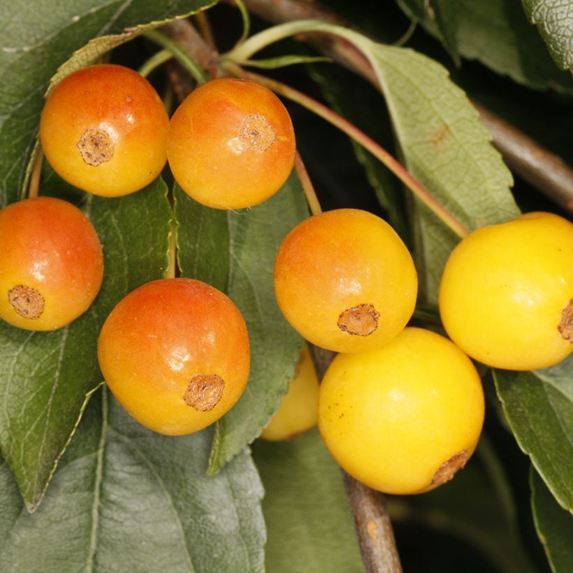 Pommier d'ornement pleureur - Malus sachalinensis Pendula (Récolte)